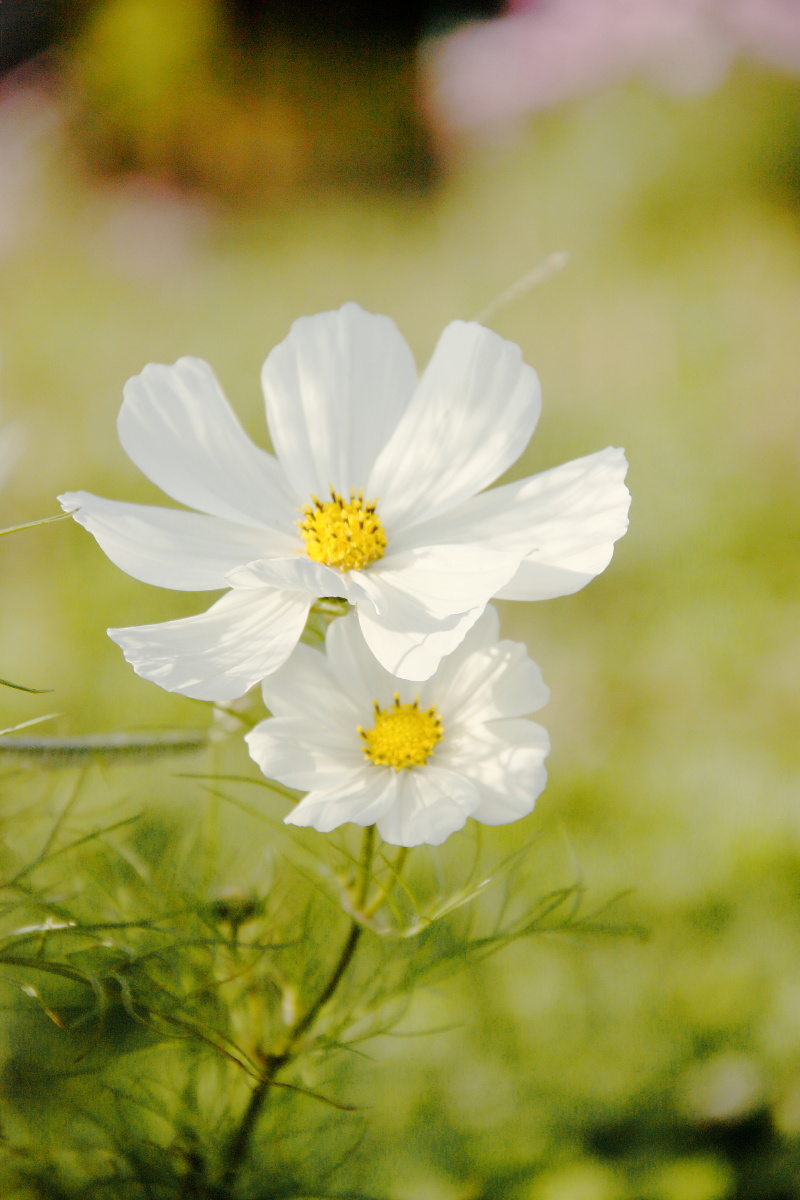 秋天的格桑花白色清新暖色调秋色