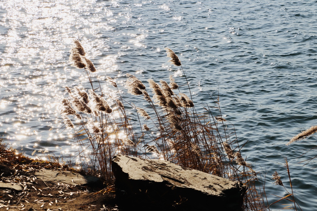 波光潋滟的芦苇荡