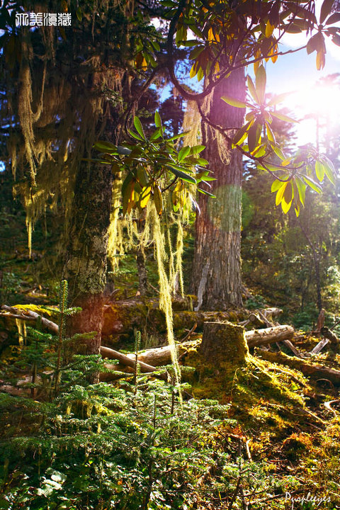 松萝森林 br /> #大美滇藏#松萝也叫树胡子,人家告诉我们它的生长条件