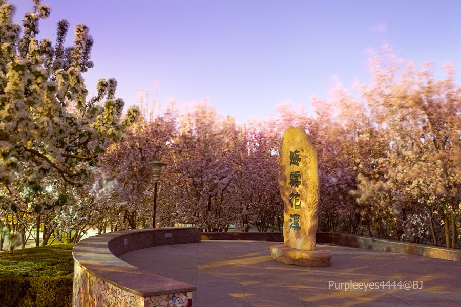 海棠花溪绕石碑 br /> 风把海棠花吹拂得真得如粉红色的溪水一样,环绕