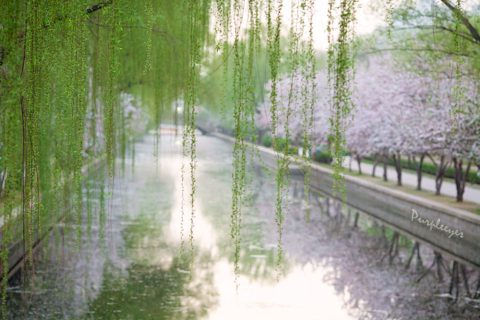 朦胧柳堤樱花岸