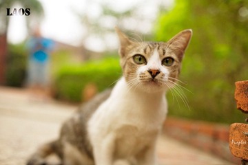 萌猫1号