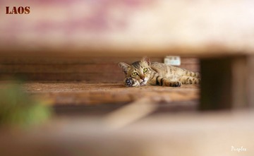 萌猫2号