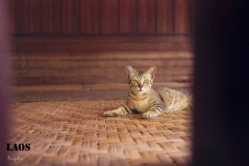 萌猫2号警惕了