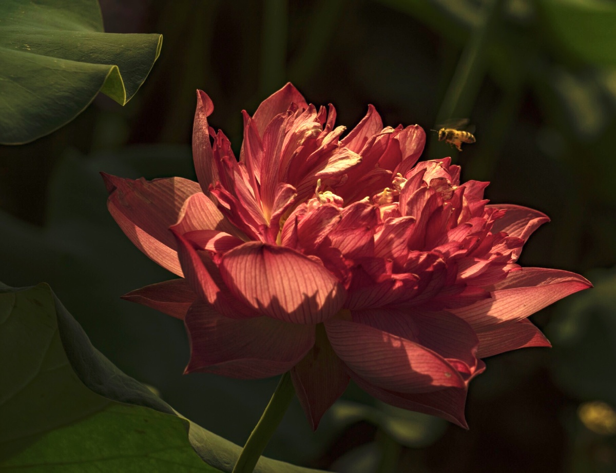 映日荷花别样红