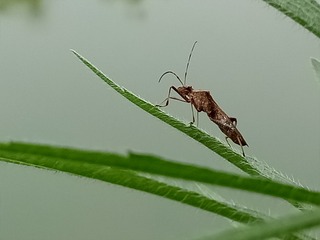17301