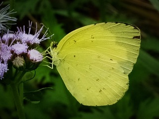 1620440