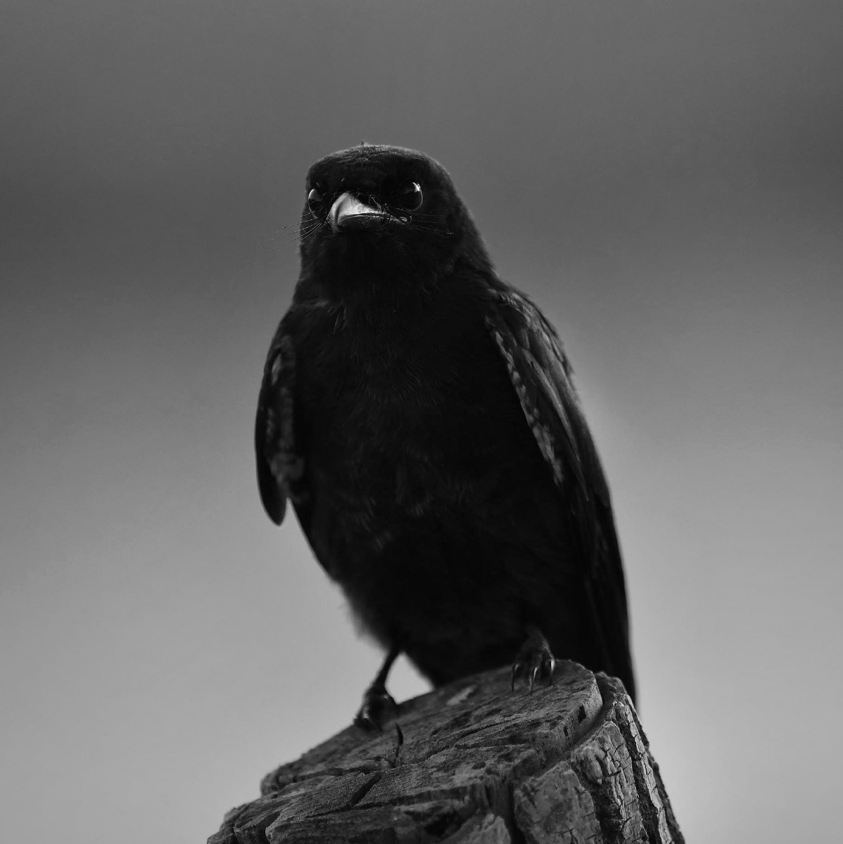 花子的小屋2020年8月3日667关注黑卷尾肖像昆虫摄影圈子鸟侧面图野生