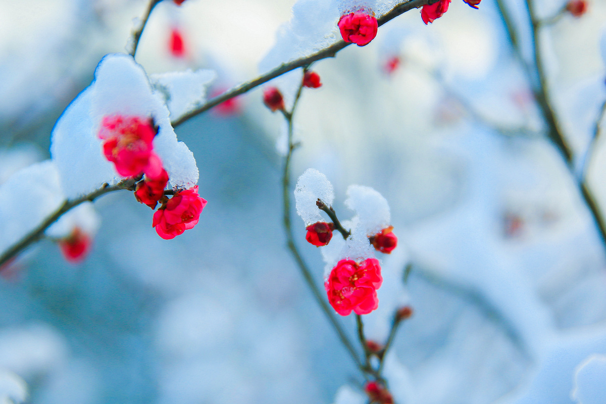 雪中红梅
