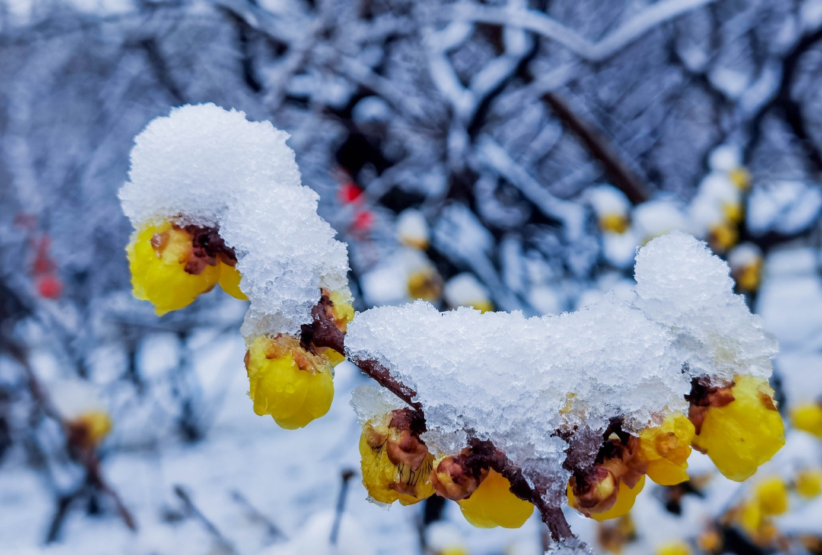 手机拍雪中腊梅