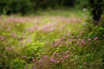 花丛