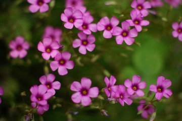 小花