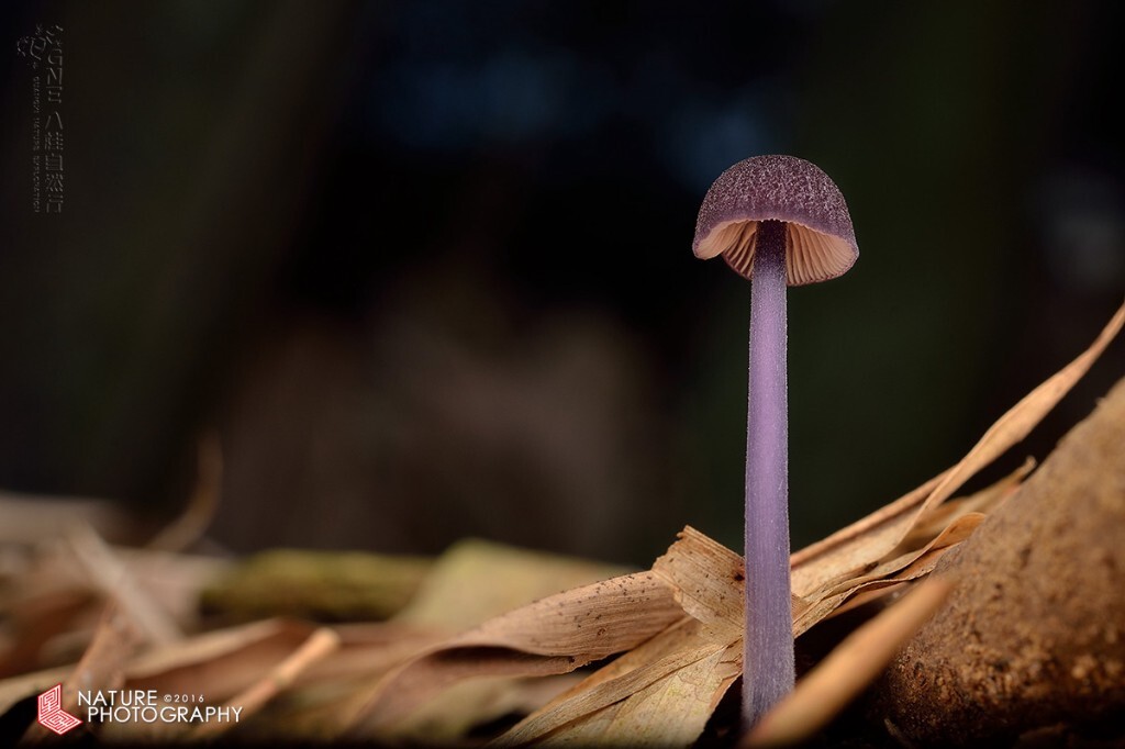 上上周，凤凰谷竹林里的紫色小蘑菇，长在竹根里，扭曲得厉害才能够得着，小小一个，略显孤单