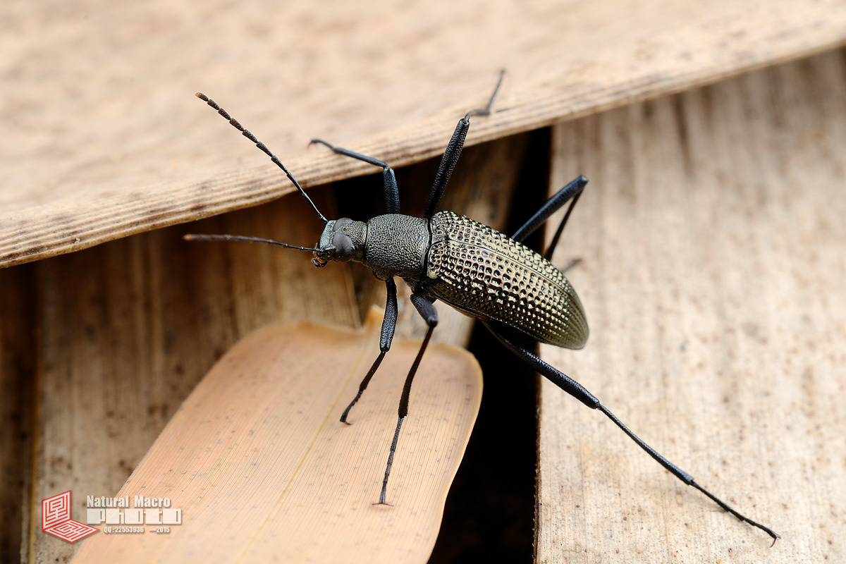 甲虫,顾名思义,身体外部包裹着硬壳,象披了一身盔甲.