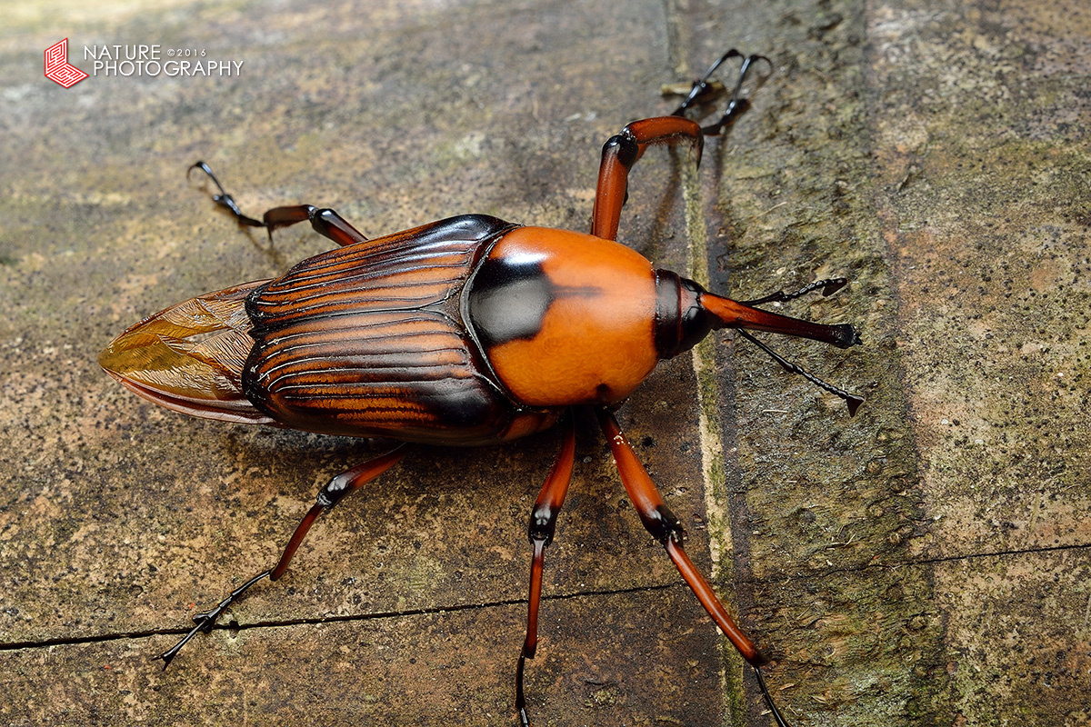 大竹象就是比小竹象漂亮!
