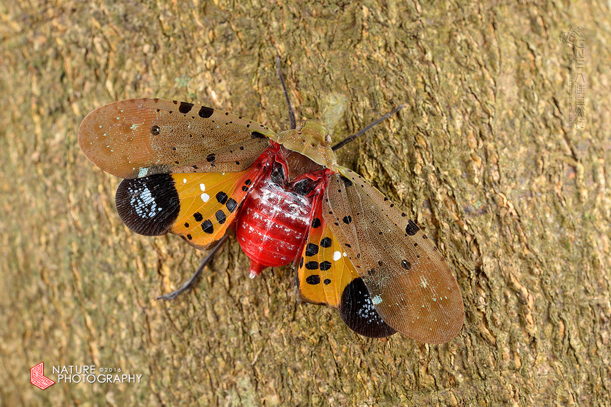 ldt_1927斑悲蜡蝉