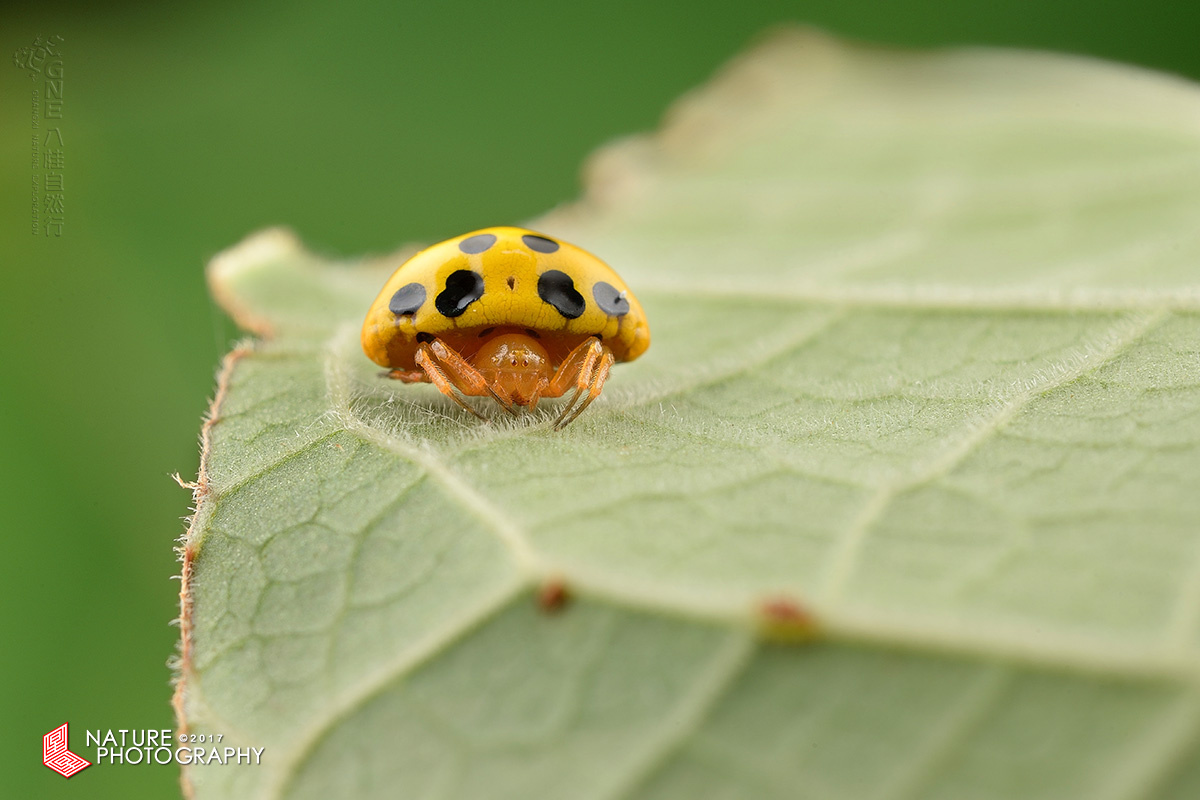 贾星星 - 图虫摄影网