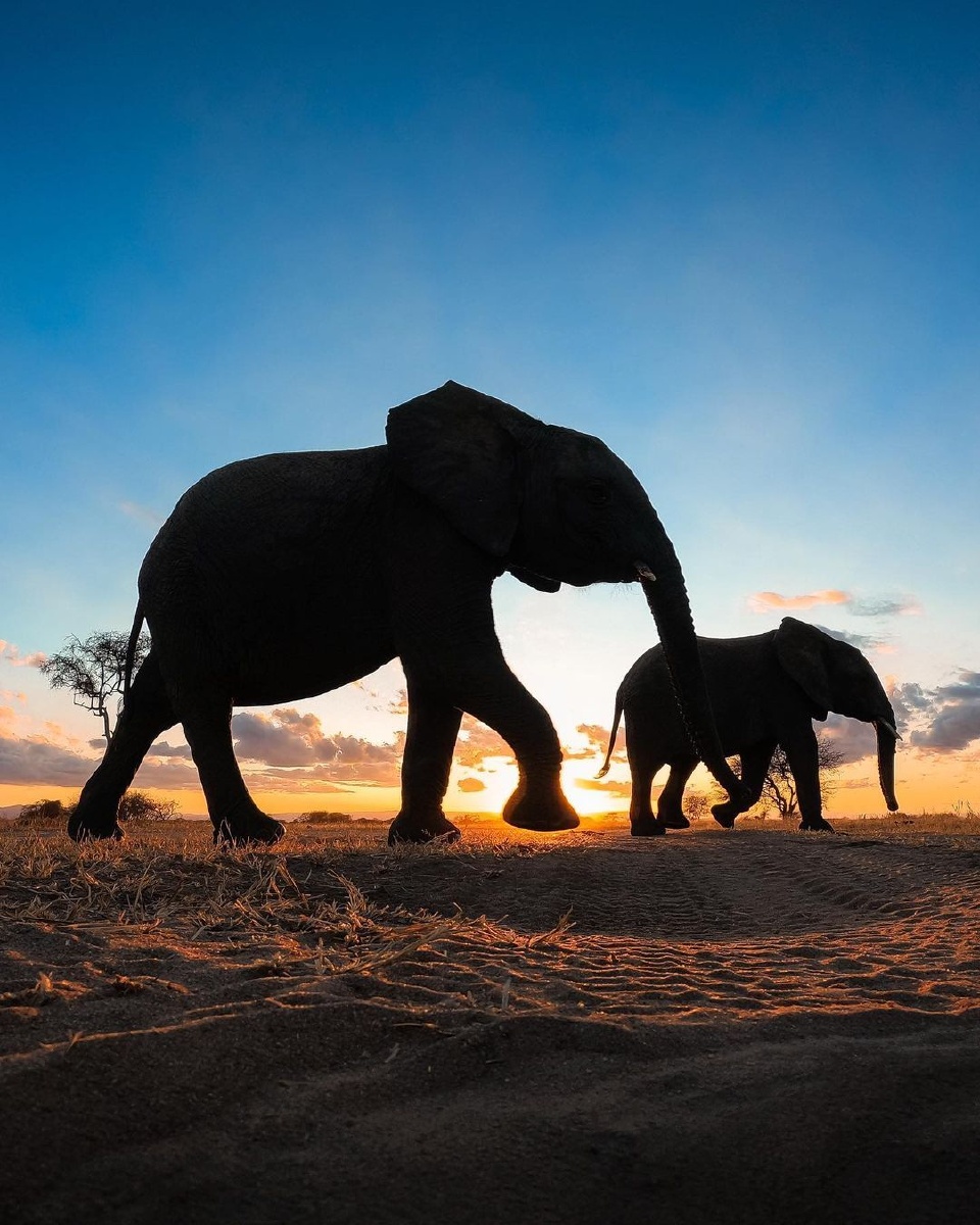 「夕阳下的背影」@锦鲤戏软纱「昆虫小恋曲」@石山猫恭喜以上摄影师