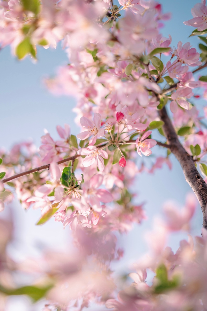 评选公布|2023春天摄影大赛 - 图虫活动君