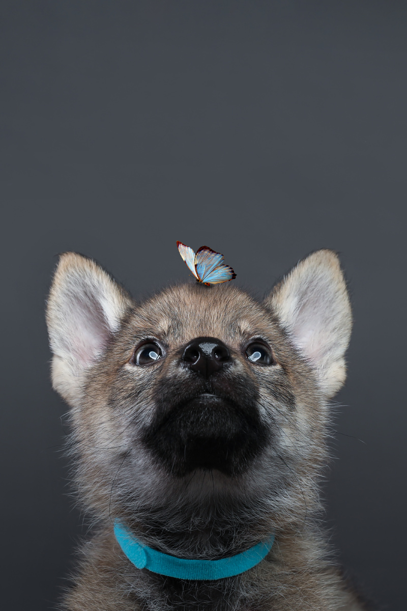 「神奇动物」摄影周赛评选结果公布 - 图虫活动君