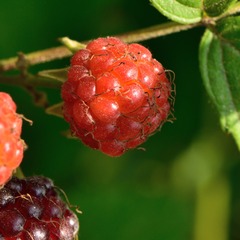 RH0_0591