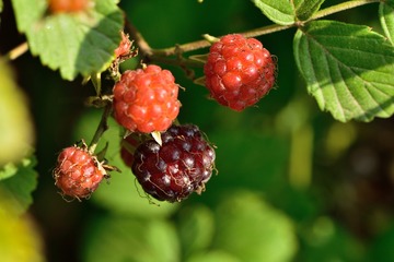 RH0_0591