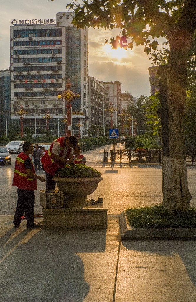 城市环卫工人正在路边栽上新鲜的花卉，预迎国庆。