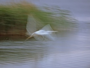 DSC_5007 GGaa