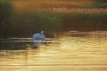 DSC_8551.jpg B.jpg a