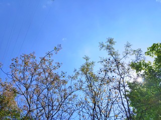 3643877