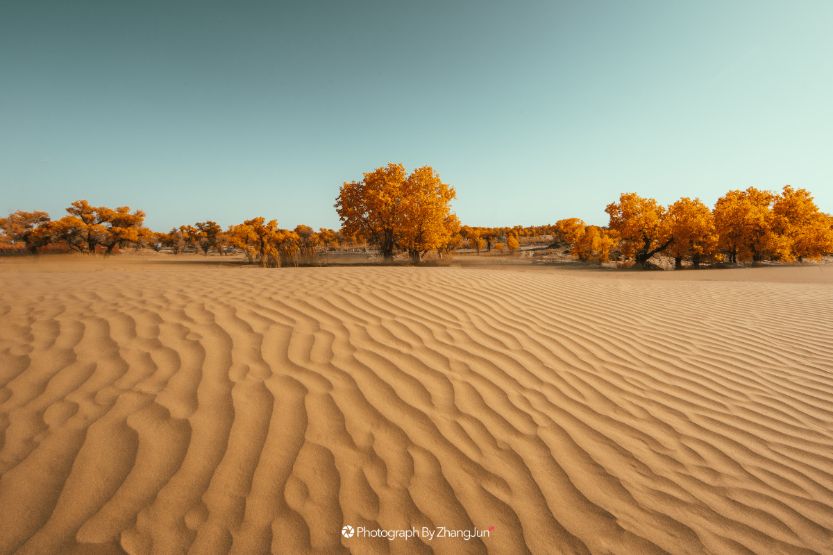 沙漠胡杨