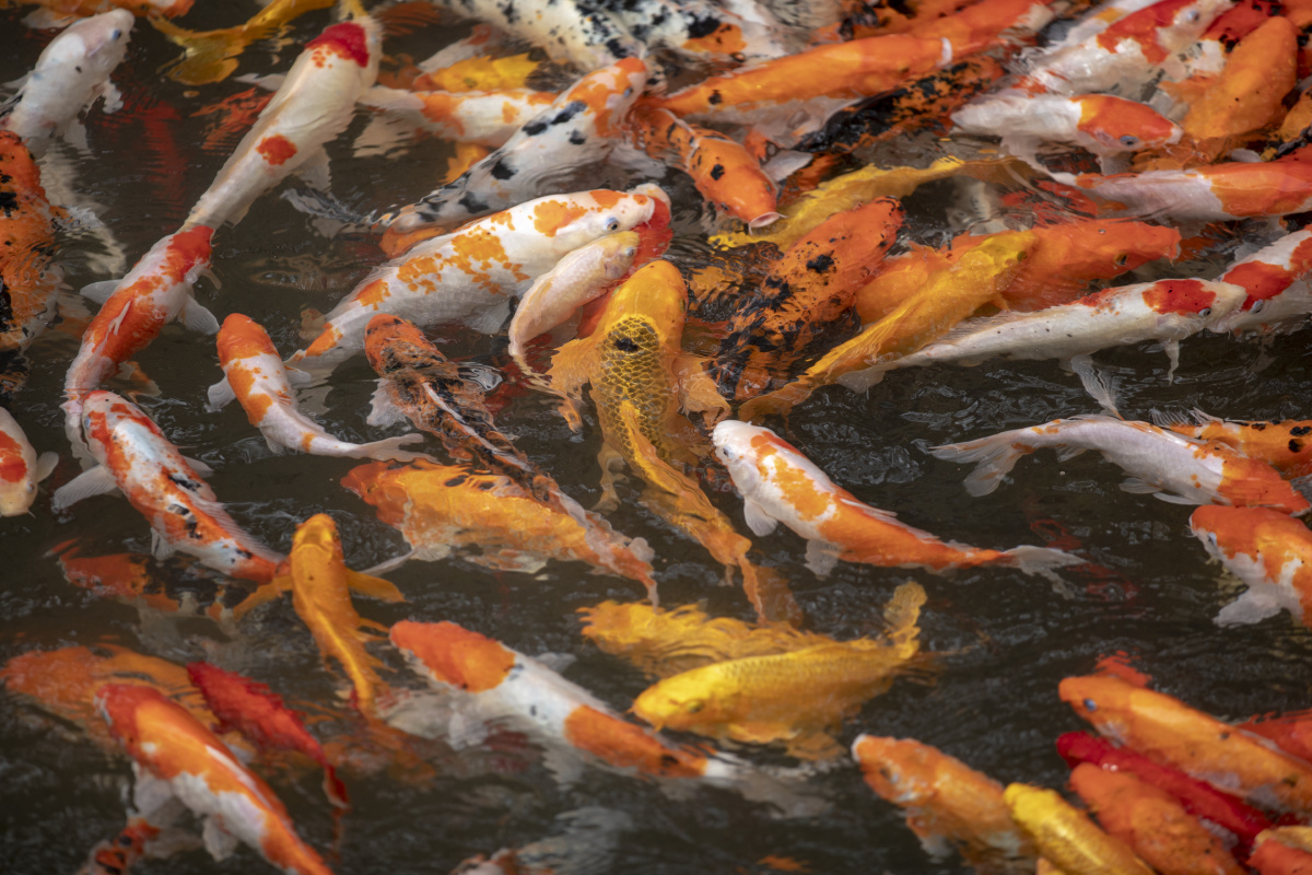 年年有鱼吉祥好运