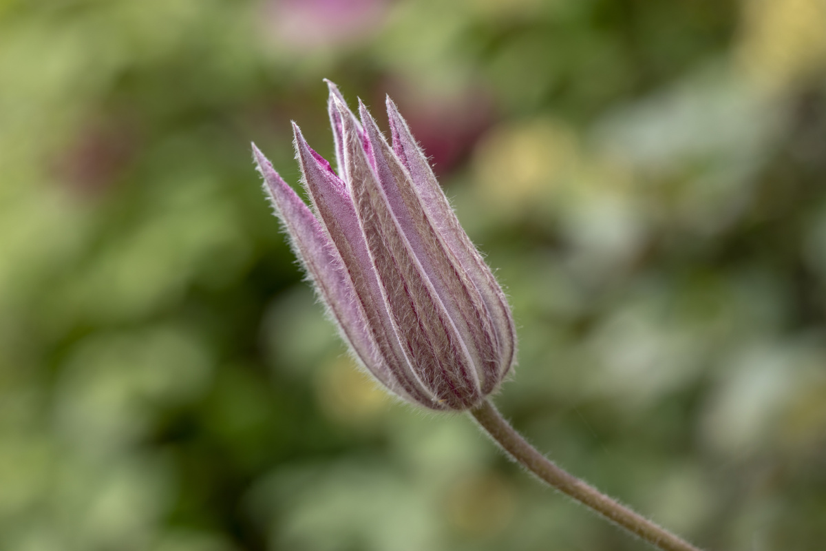 铁线莲之蜜蜂之恋