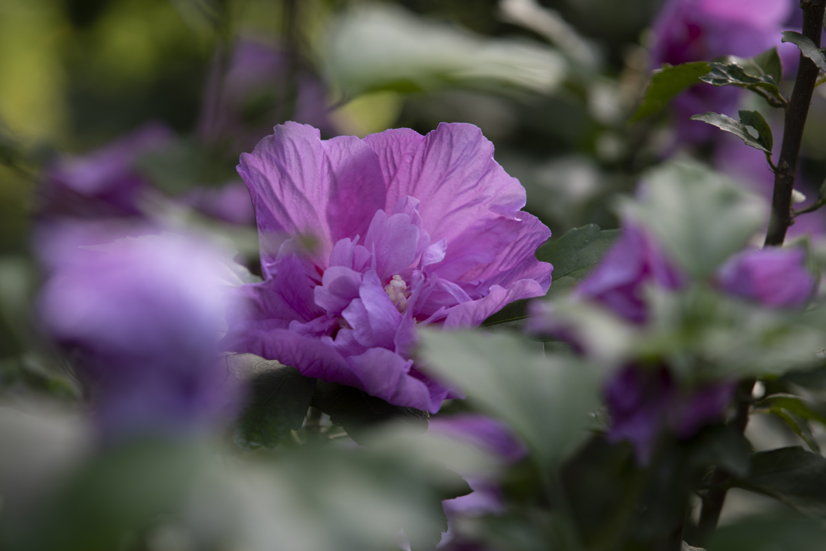 木槿花 - 洛印星辰 - 图虫