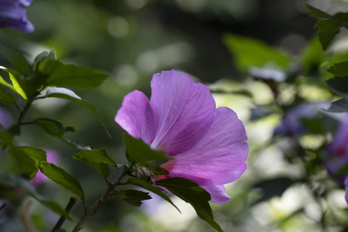 木槿花 - 洛印星辰 - 图虫