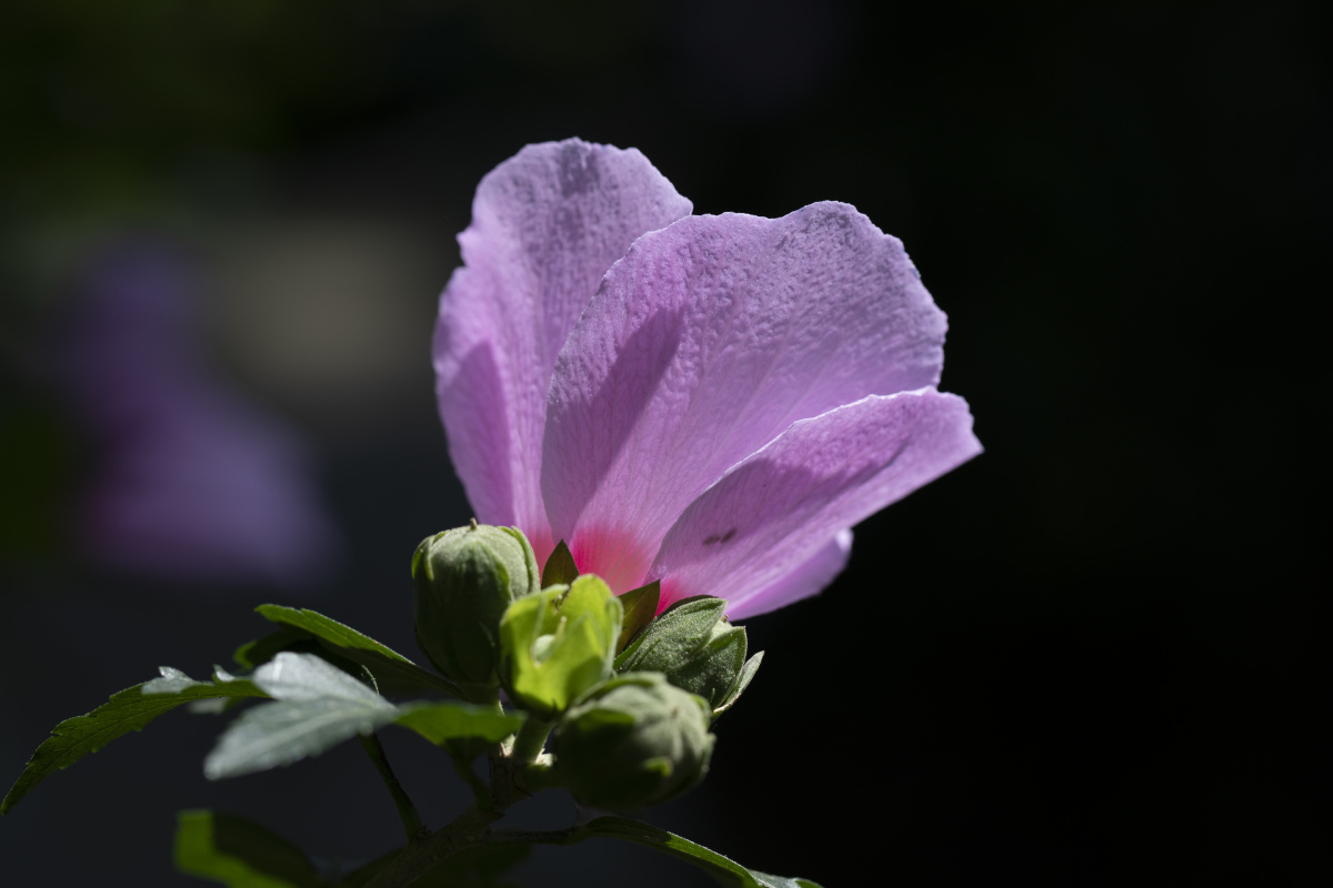 木槿花 - 洛印星辰 - 图虫