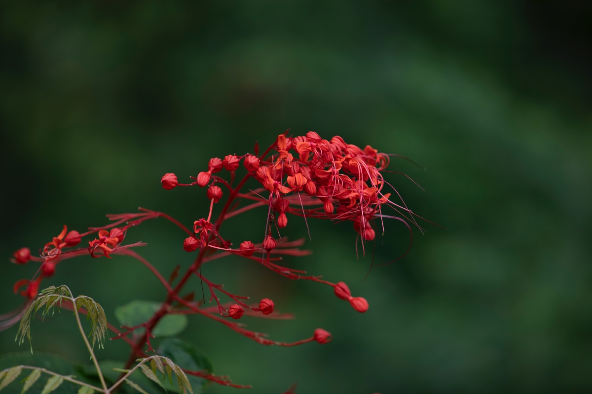 赪桐别称状元红