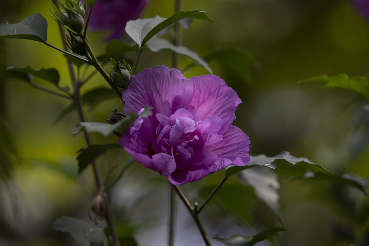 木槿花 - 洛印星辰