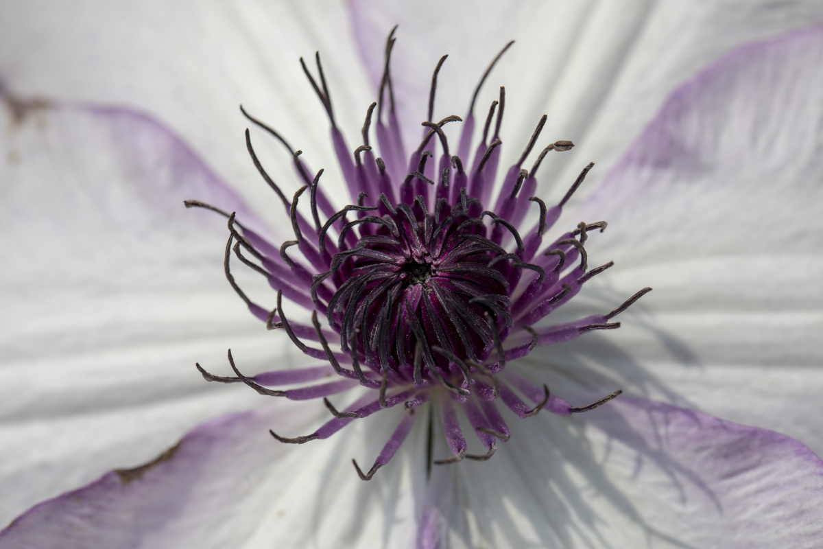 铁线莲之蜜蜂之恋