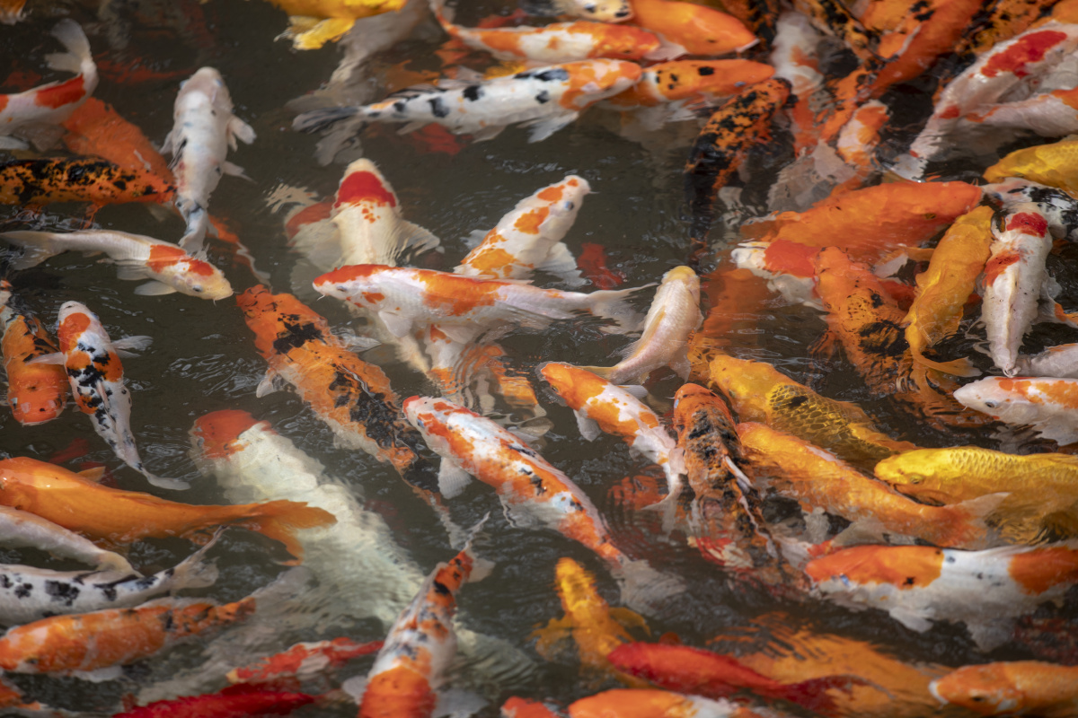 年年有鱼吉祥好运