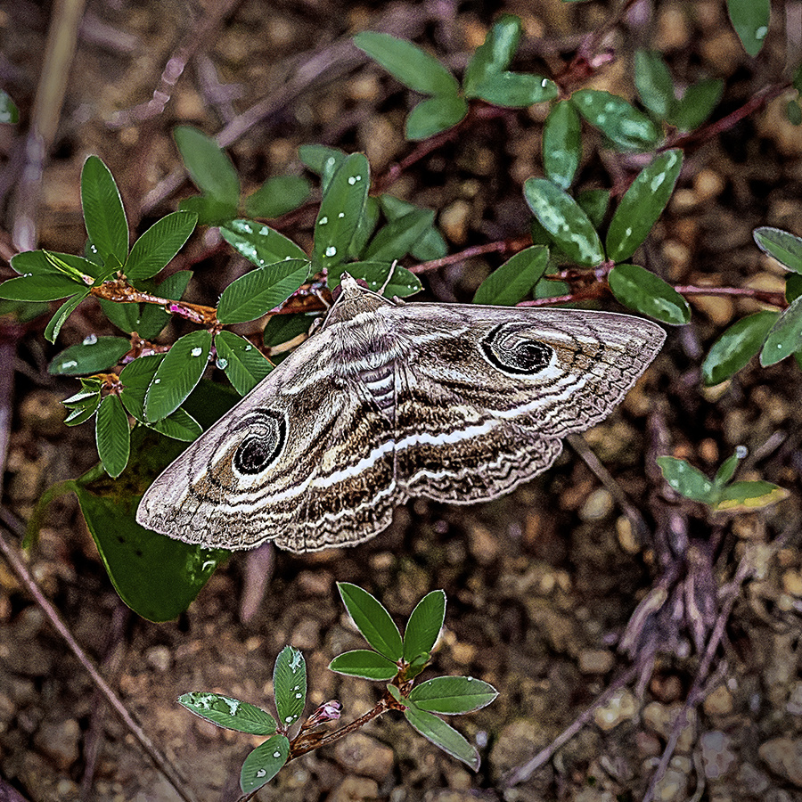 又遇旋目夜蛾一双令人胆怯的眼睛