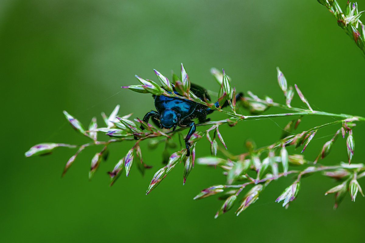 弧丽金龟--谁说俺叫屎壳郎? - 好色一簇 - 图虫