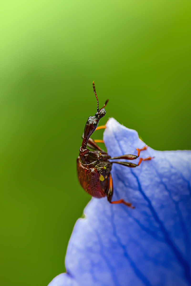长颈卷叶象鼻虫02