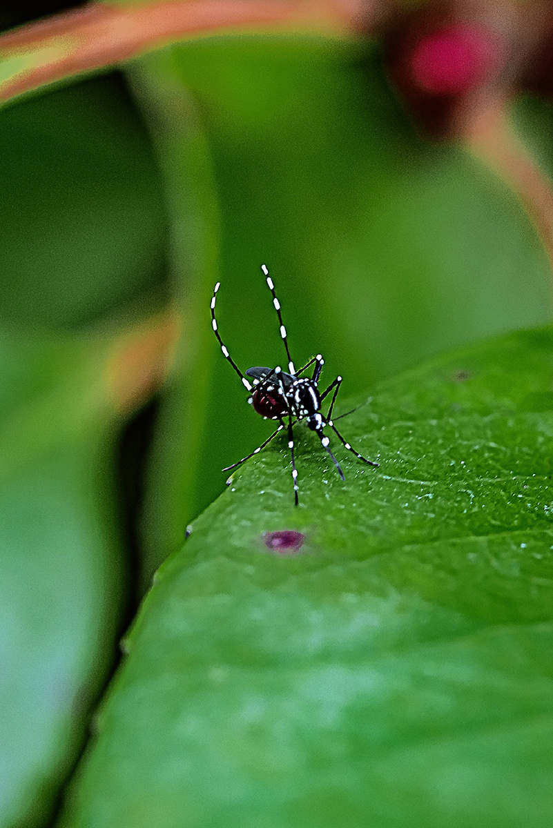 花斑蚊子伏绿处血迹斑斑