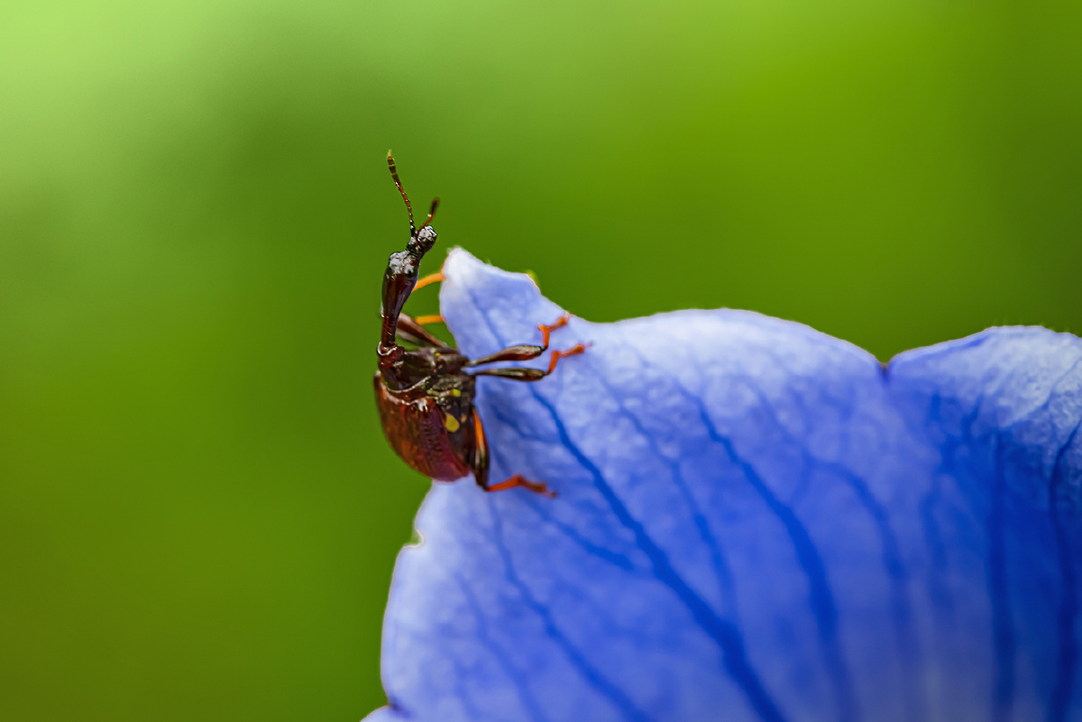 长颈卷叶象鼻虫02