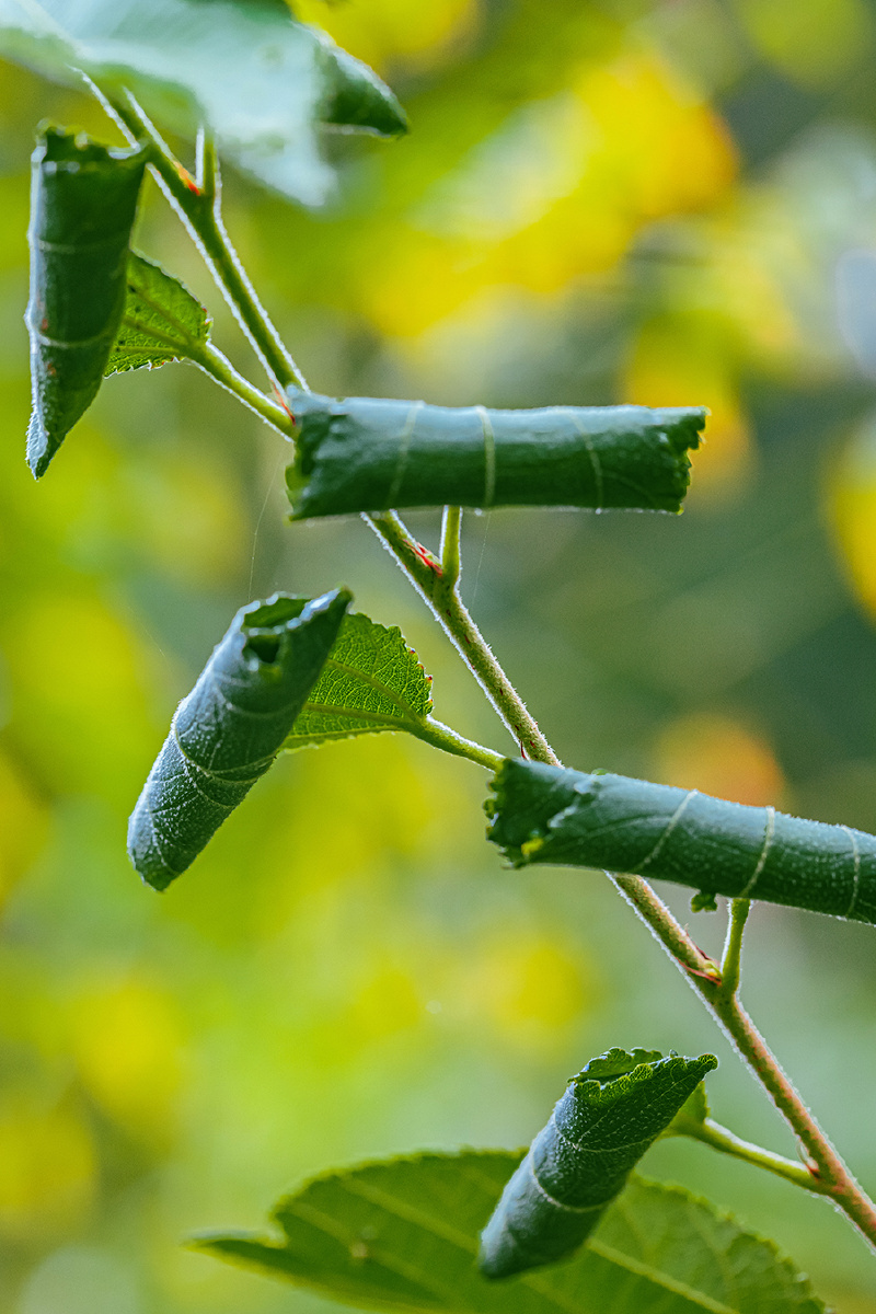 小虫巧工卷翠叶象鼻虫儿巧卷叶当家园