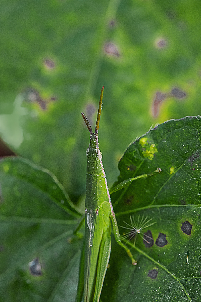 斑床上的剑角蝗