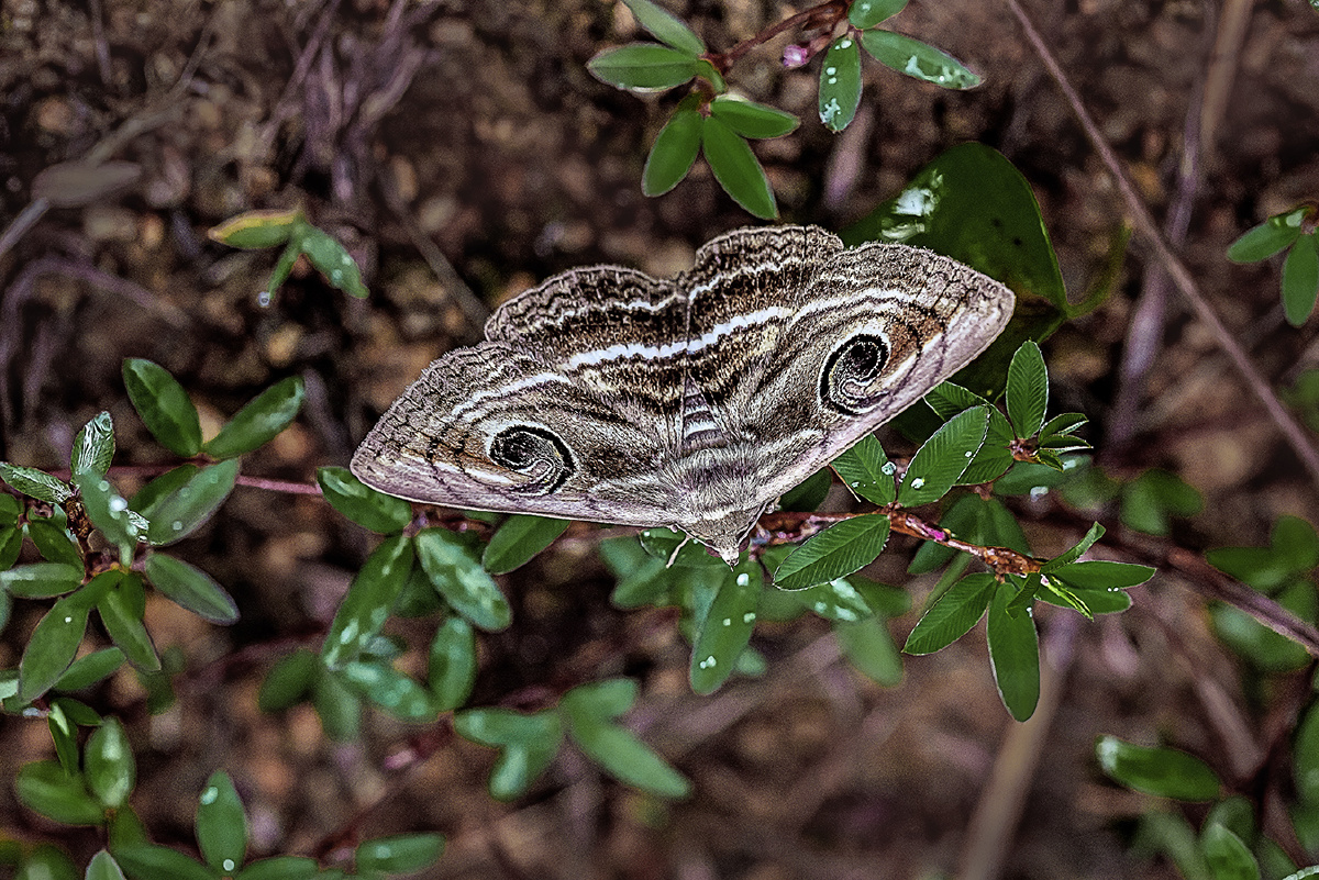 又遇旋目夜蛾一双令人胆怯的眼睛