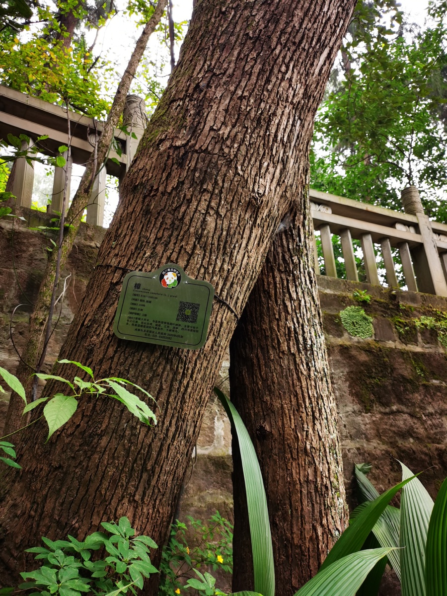 四川成都龙泉驿石经寺古建筑与古树
