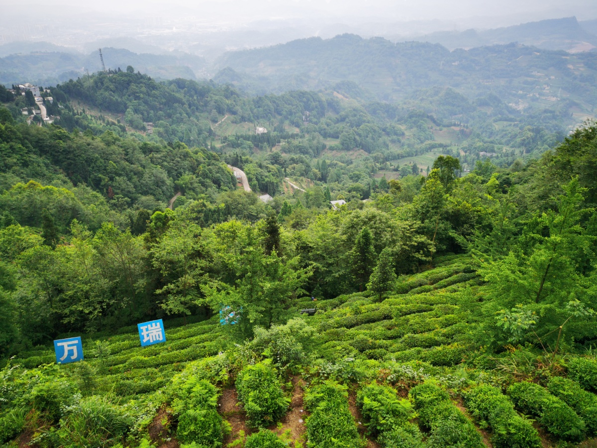 雅安蒙顶山脚下的雨蒙观景台